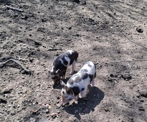 Kune-Kune-Ferkel