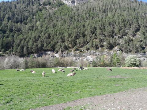 Braunviehstierkalb