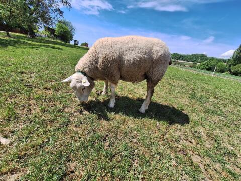 Texel-Bock/Widder