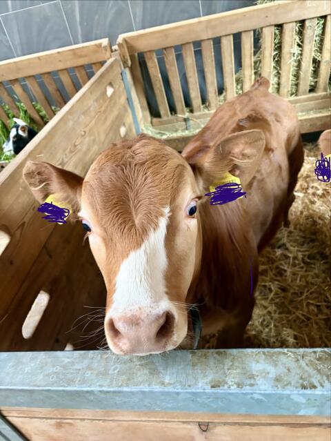 Limousin mal Fleckvieh Stierkalb