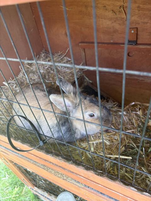 Hase