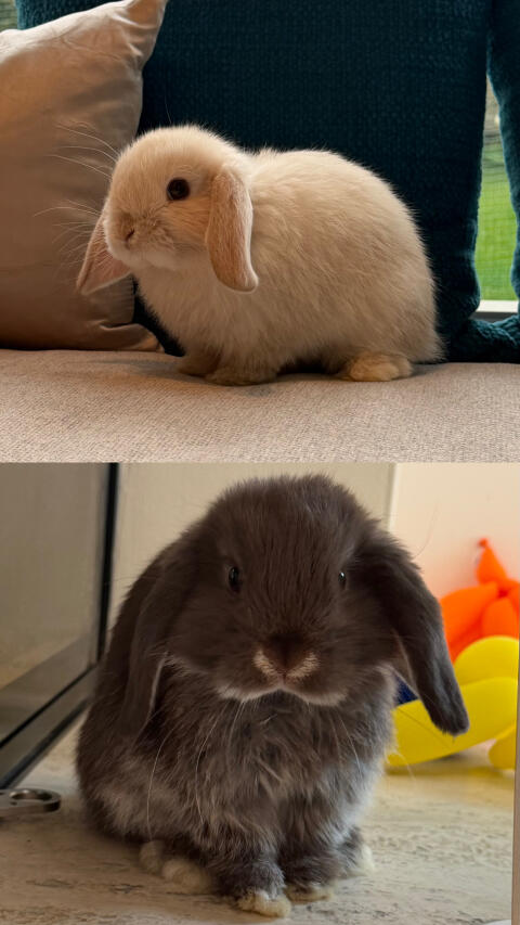 Mini Lops Pärchen