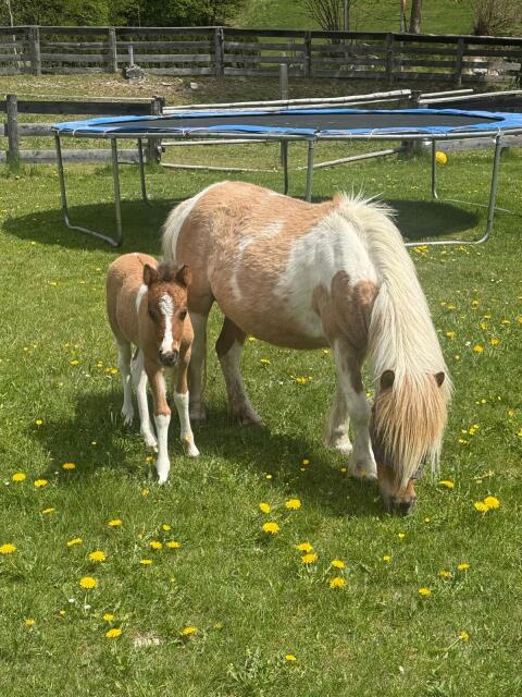 Pony-Stute und Pony-Hengst