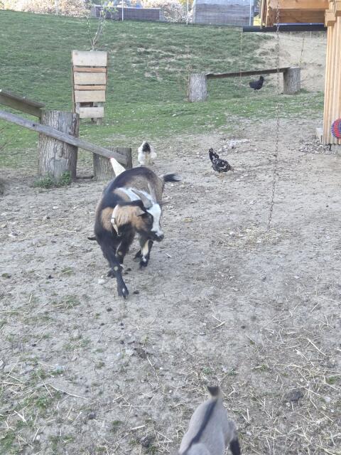 Zwergziegen