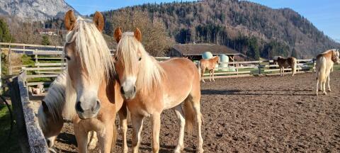 Tiroler Haflinger Wallach, Hengst 2 und 1-jährig, Fohlen