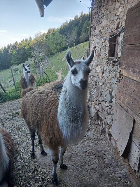 Lama-Hengst 2 Jahre