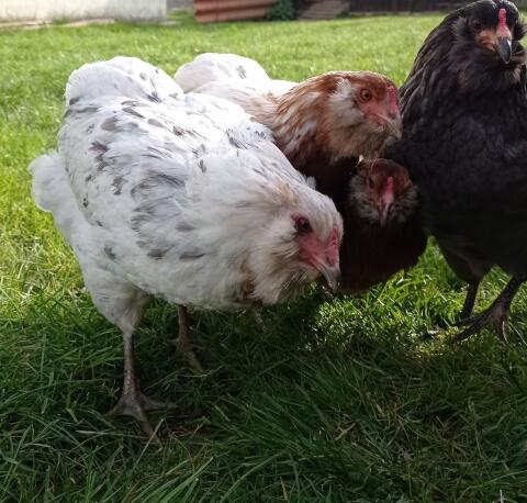 Araucana-Bruteier, grüne Eier, Küken