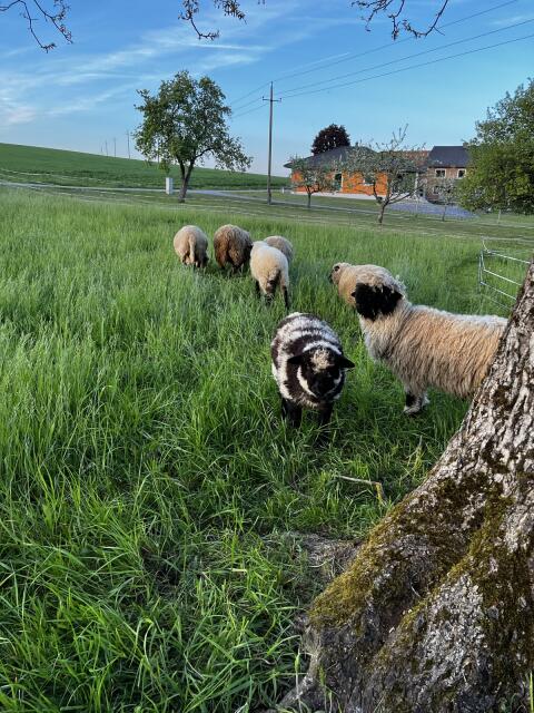 Walliser Schwarznasen x Shropshire Bock