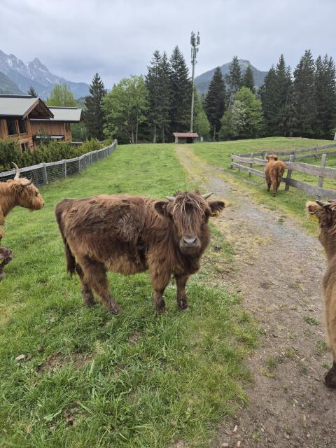 Hochlandrinder
