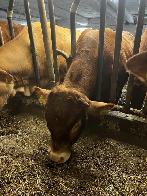 Limousin Jungstier Bio