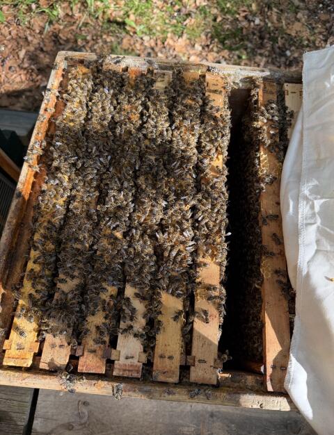 Bienen Carnica Ableger EHM