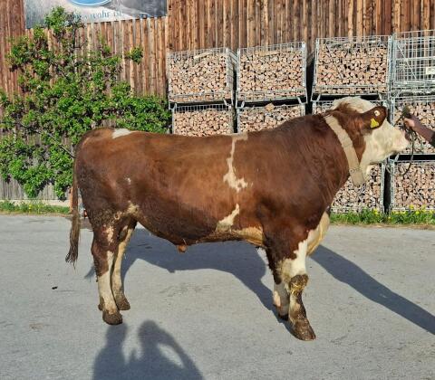 FV Zuchtstier mischerbig hornlos