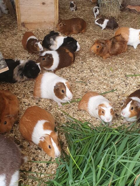 Meerschweinchen