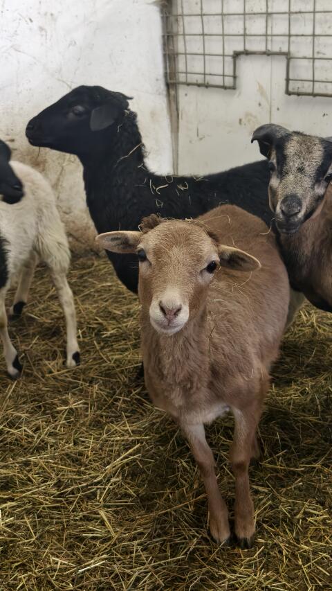 Kamerunschafe zu verkaufen