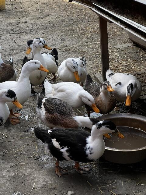 Pekingenten 4 Monate