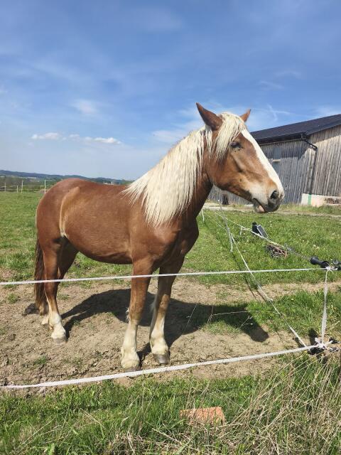 Noriker