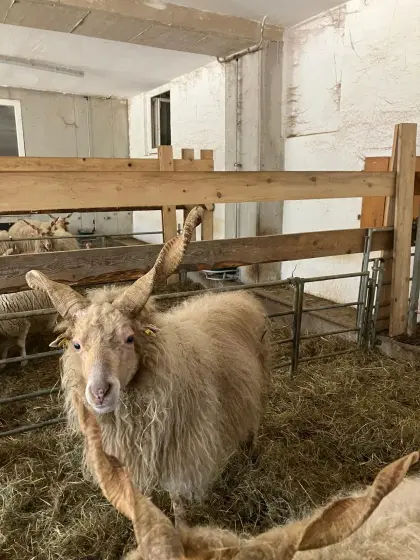 Zackelschaf-Bock "Xaver"