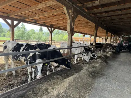 Verkaufe trächtige Holsteinkalbinnen