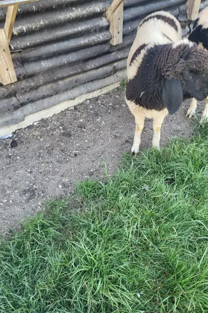 Tscheggenbock