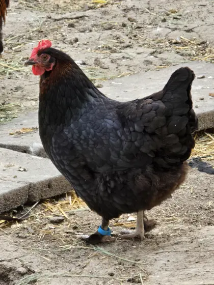 Maranshennen