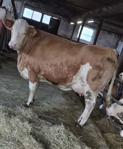 Kühe in Milch