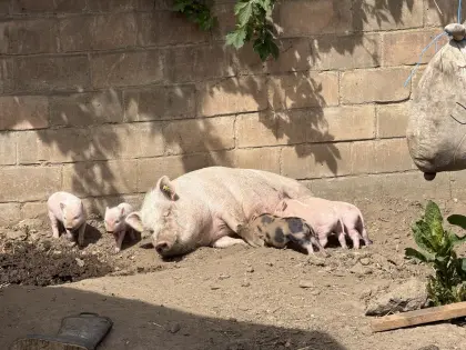 Mini/Microschweinchen suchen zuhause