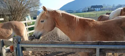 Tiroler Haflinger Hengst/Wallach 1-jährig, 2-jährig
