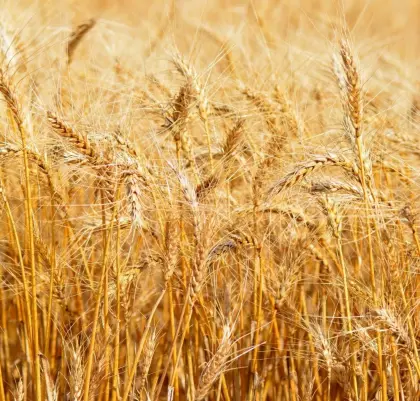 Getreide ab Feld 2026