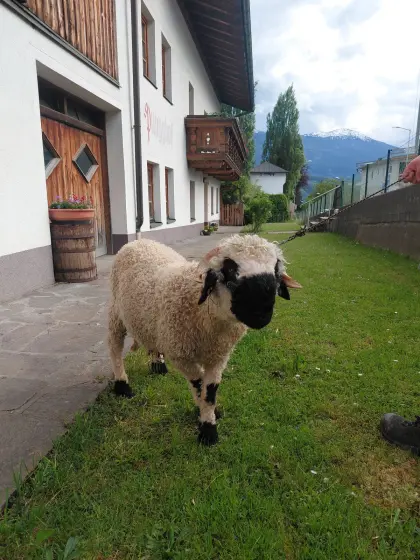 Walliser Schwarznasen Widder