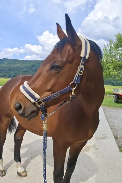 Herzenspferd sucht Herzensmensch, fescher Trakehner Wallach