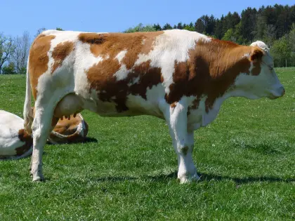 Bio-Fleckvieh-Milchkuh, hochträchtig