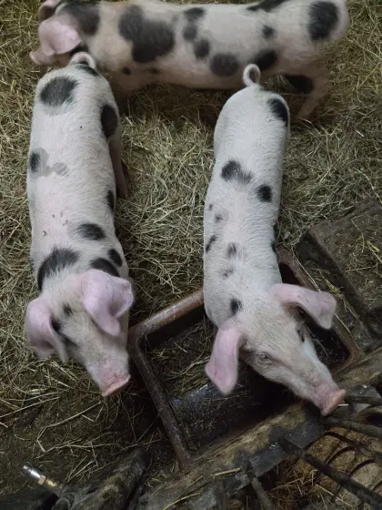 Reinrassige Bunte Bentheimer Ferkel