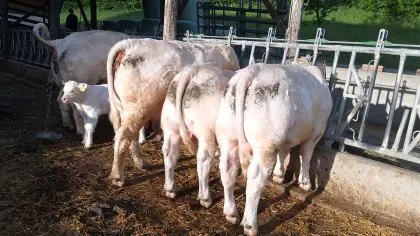 Charolais-Zuchtstier Pp