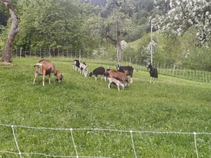 Ziegen mit Kitz