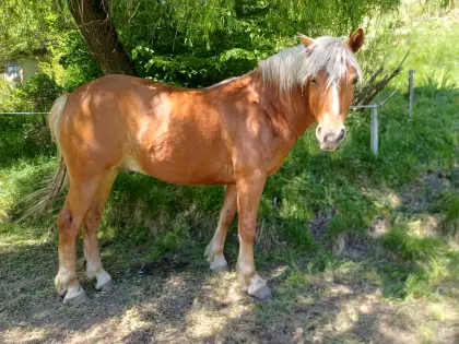Haflinger-Wallach