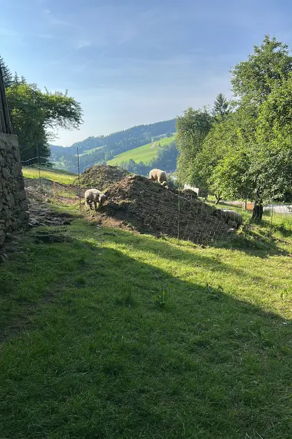 Reinrassige Shropshire Lämmer