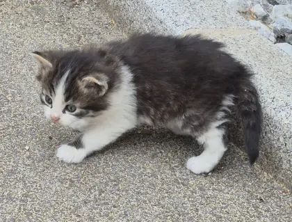 Babykatze Langhaarkatze, Langhaar-Mischlingskatze