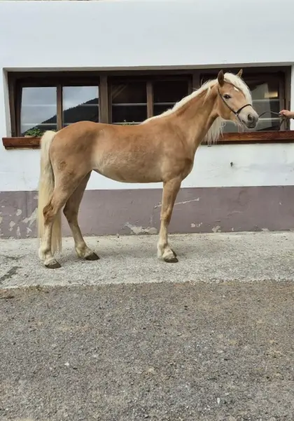 2-jähriger Haflinger zu verkaufen.