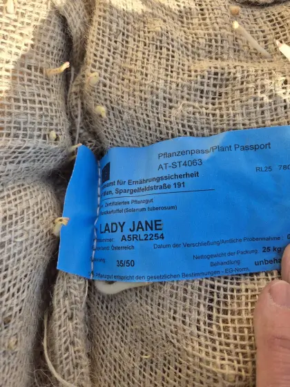 Saatkartoffeln Erdäpfel Lady Jane