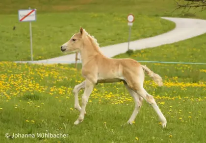 Tiroler Haflinger Wallach, Hengst 2- und 1-jährig, Fohlen