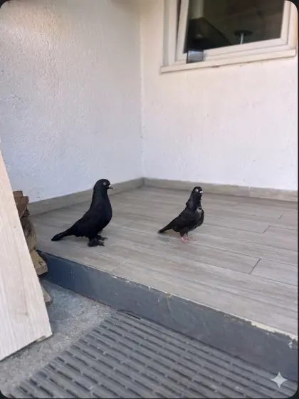 Türkische Demkes Tauben