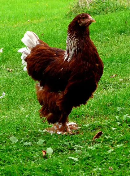 Bruteier Brahma rotweiß