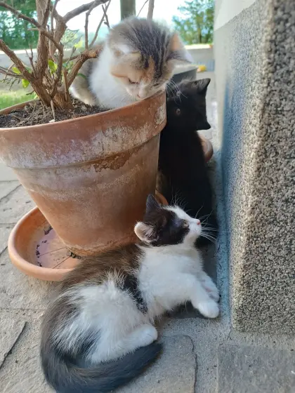 Kleine Katzen