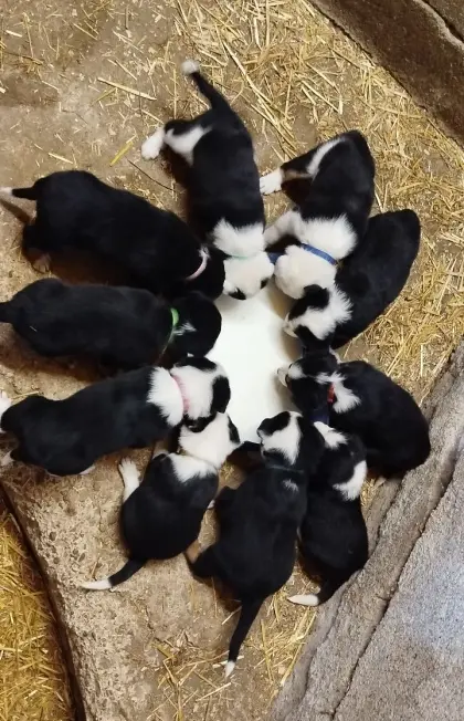 Border Collie, Appenzeller Welpen zu vergeben