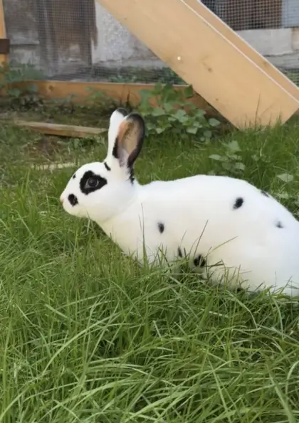 Hasen