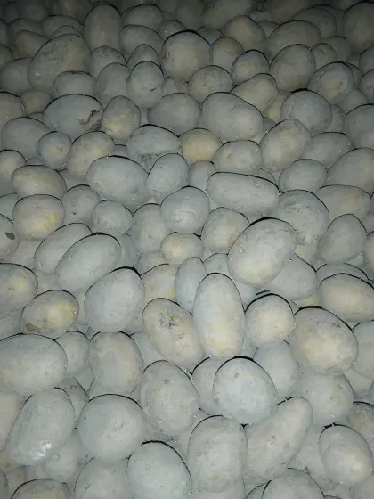 Futtererdäpfel Bio