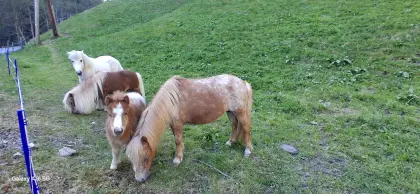 Ronny, Ponys Hengst Absetzer