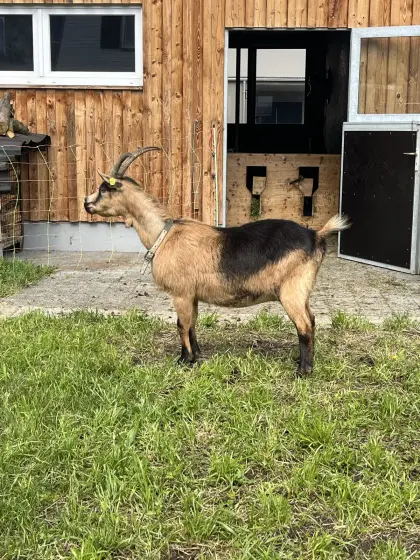 Passeirer Gebirgsziege