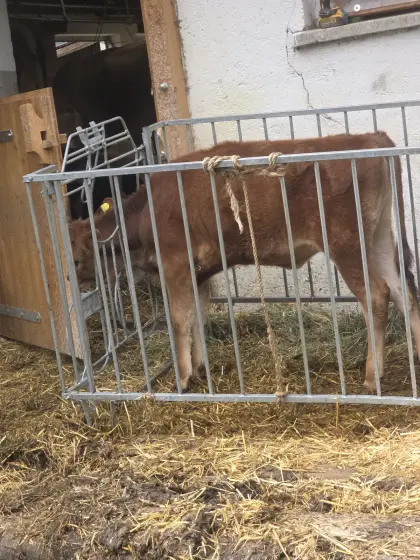 Jersey-Kalb