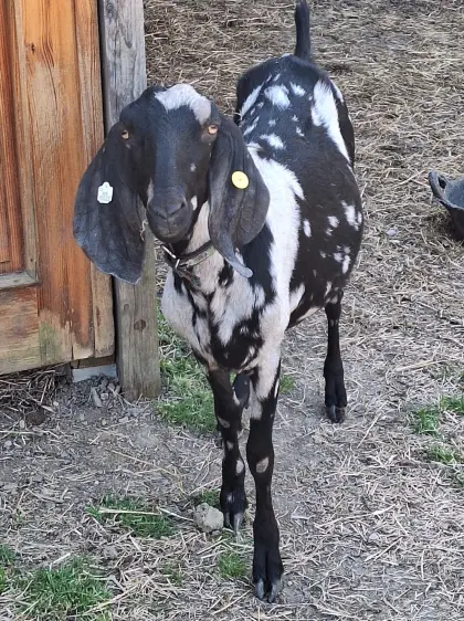 Anglo-Nubier Herdbuchpapiere, Mondschecke mit Kitzen